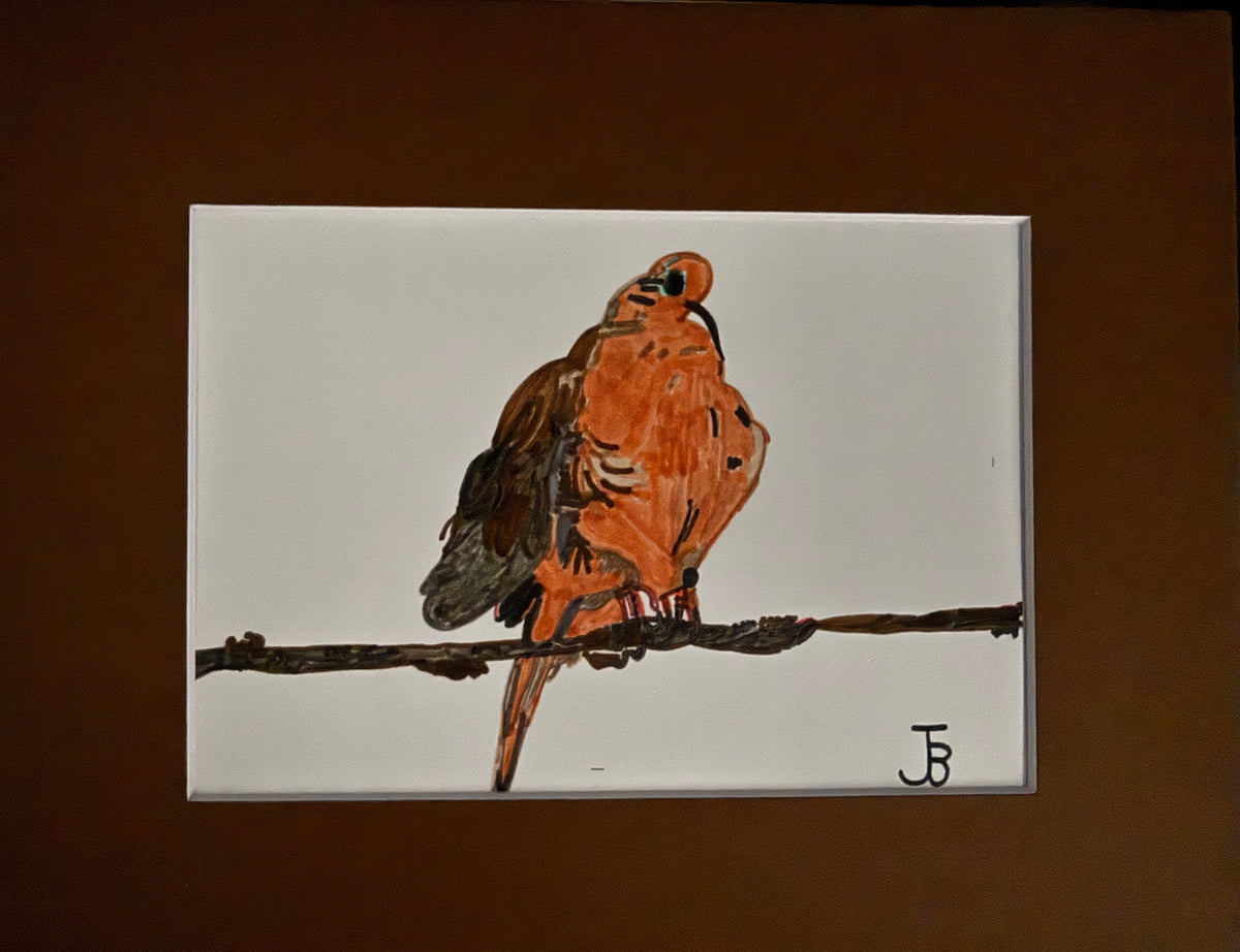 Mourning Dove