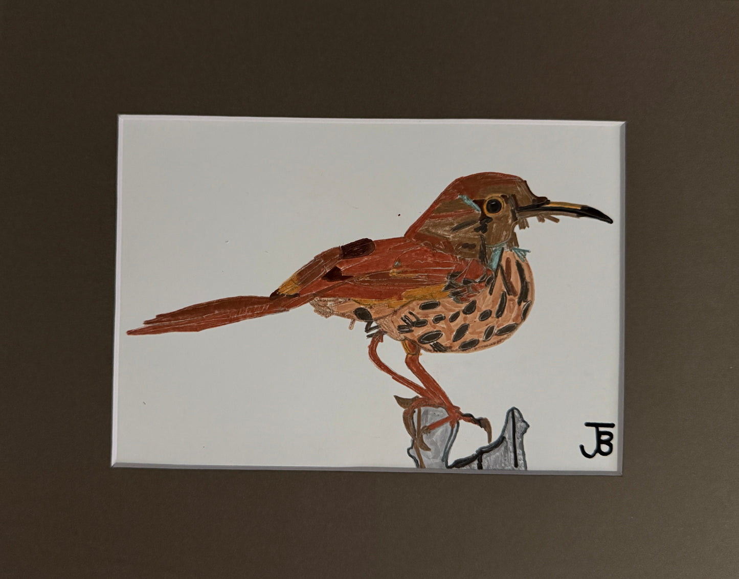 Brown Thrasher