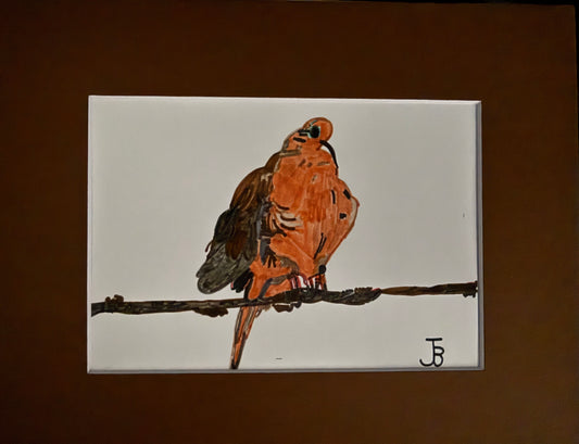 Mourning Dove