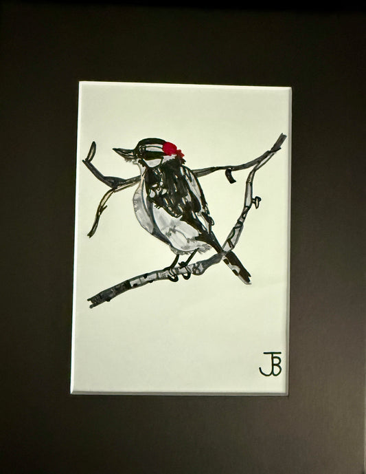 Downy Woodpecker
