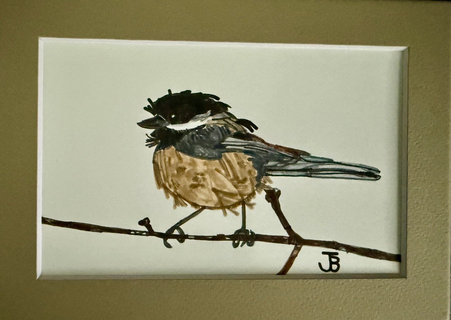 Carolina Chickadee