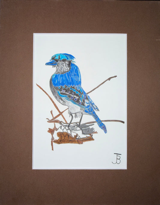 Blue Jay